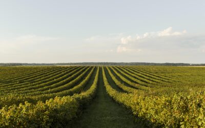 Polímeros para o Agronegócio
